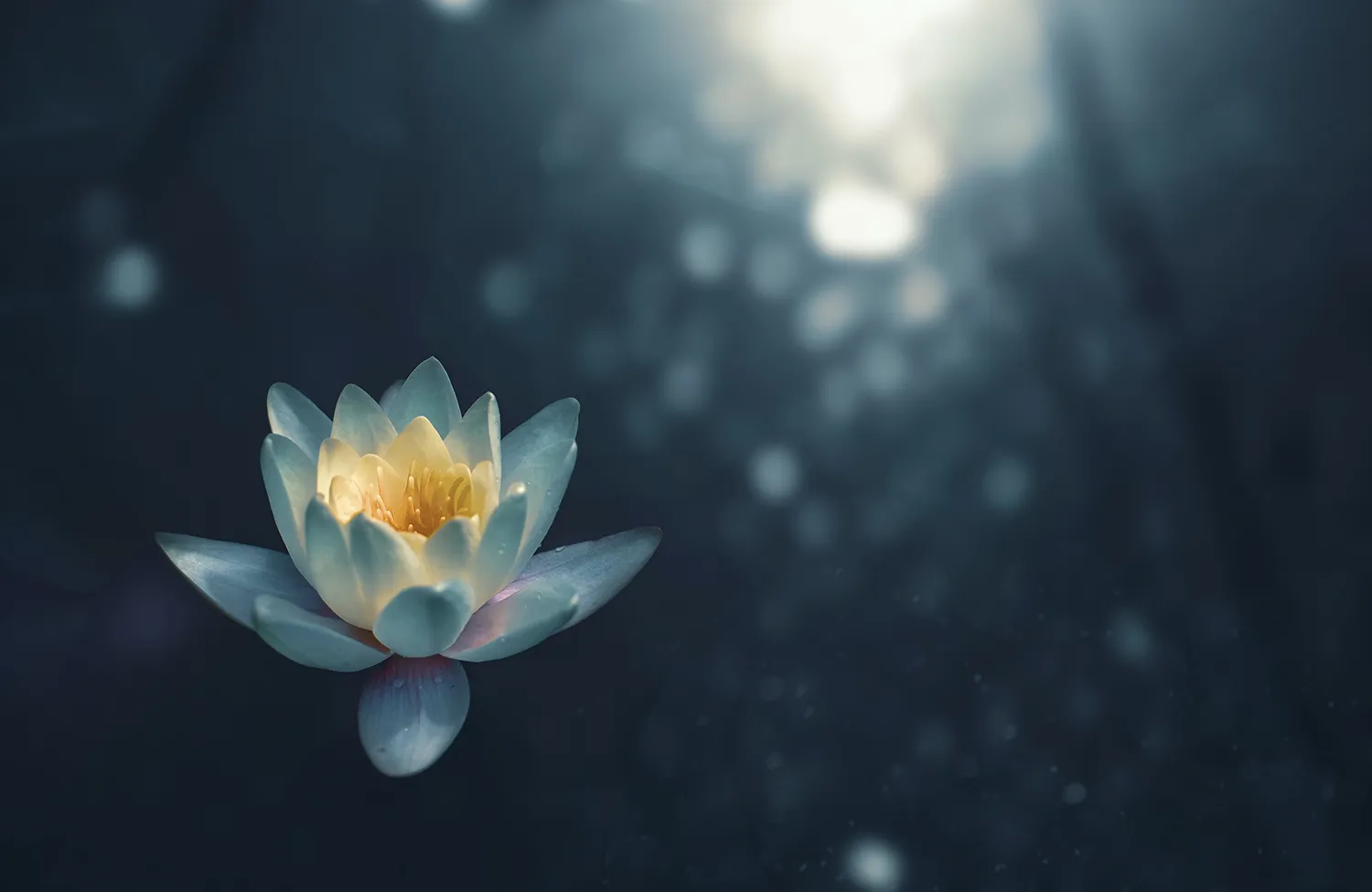 A white lotus blossom is in bright focus atop a presumed darker body of water, which glistens in the background.