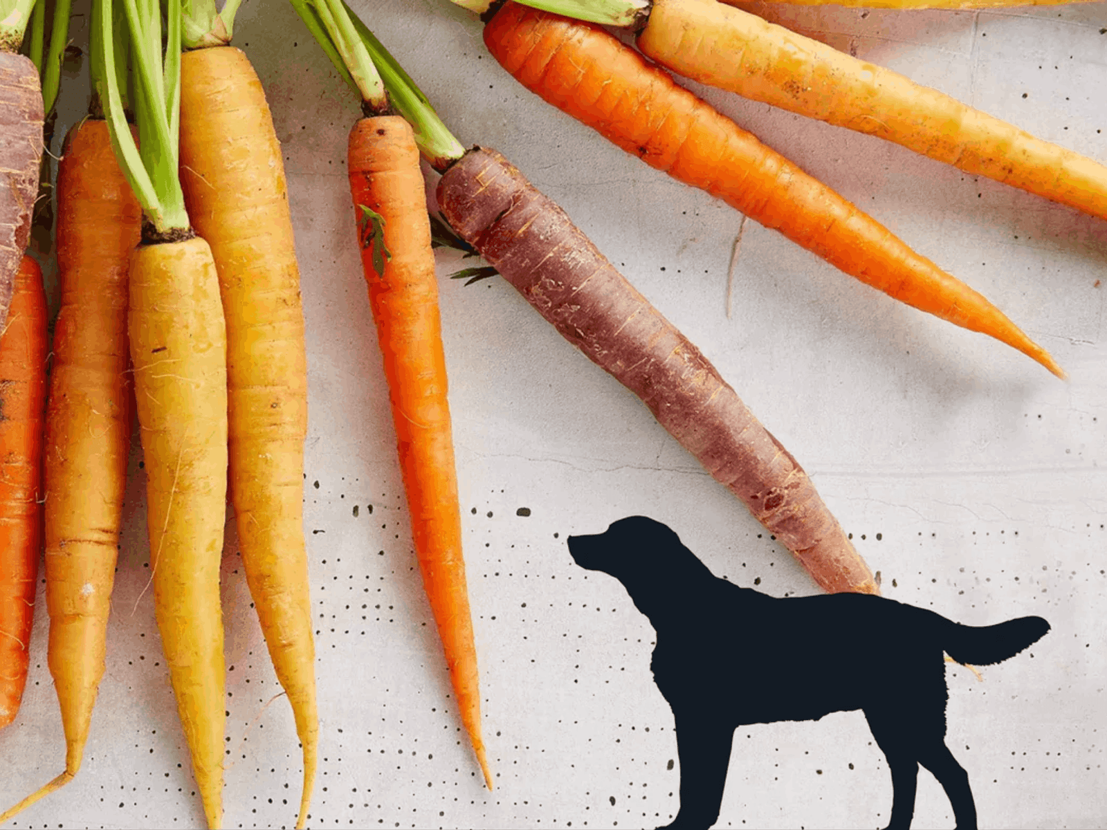 What are the Benefits of Carrots for Dogs? Unleash Pet Food