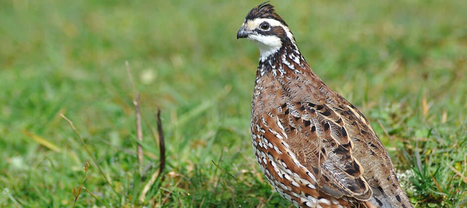 Natural Highlights: Northern Bobwhite