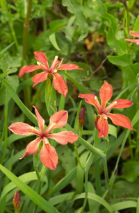 Natural Highlights: Copper Iris