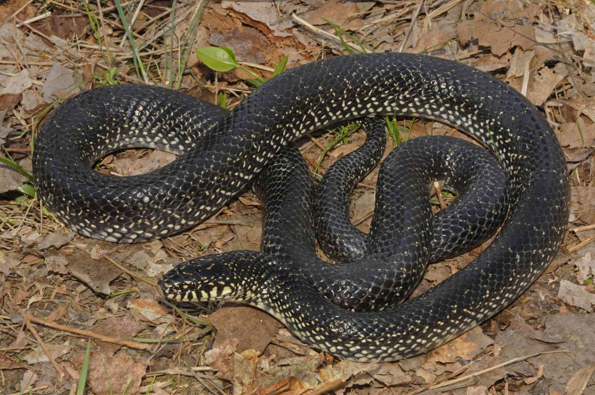 Natural Highlights: Common Kingsnake