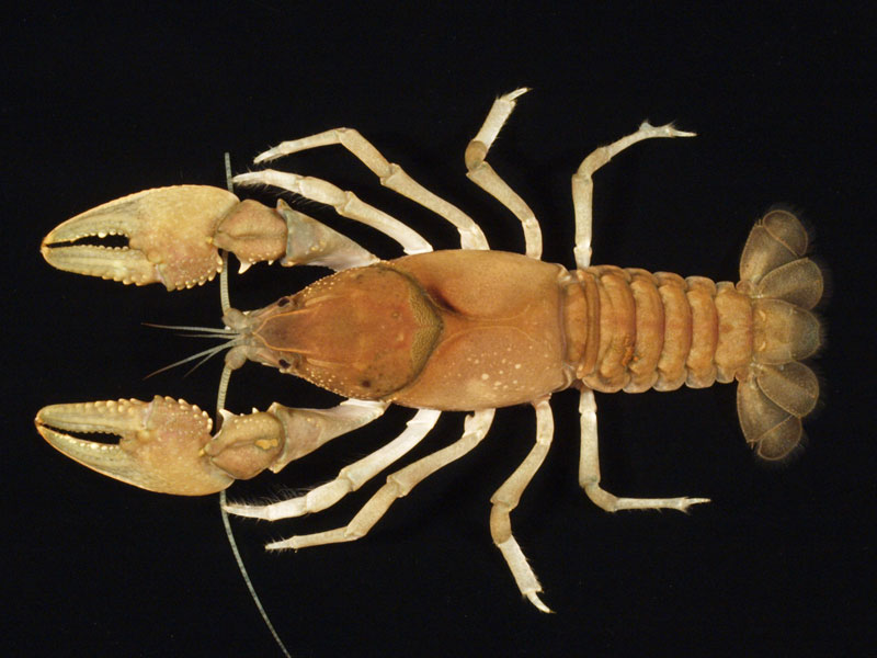 Natural Highlights: Ambiguous Crayfish