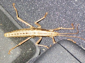 Natural Highlights: Two-lined Walking Stick