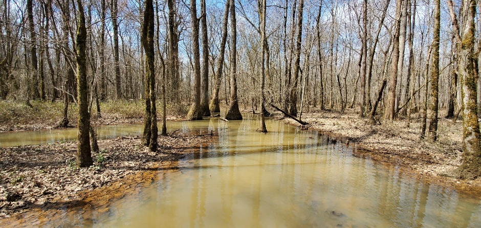 136 Acres of Wetlands Protected Forever