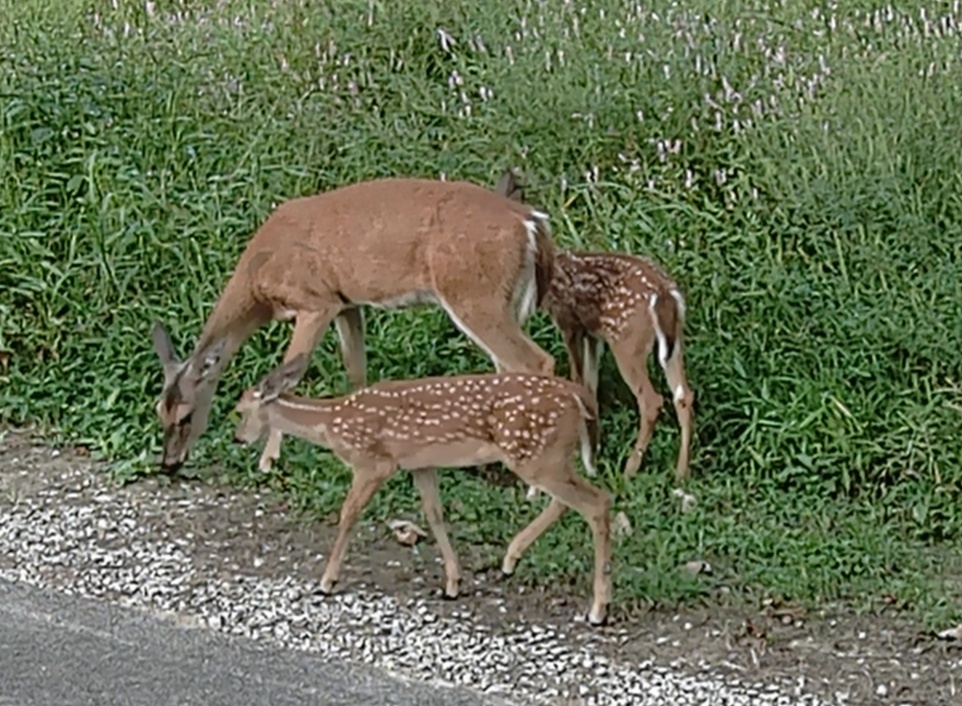 On the Greenway: Trail Cameras and Wildlife