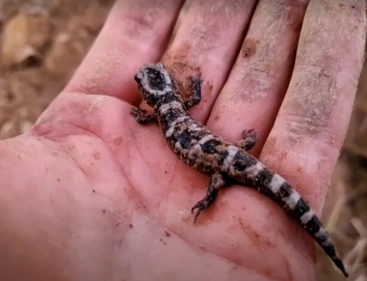 Natural Highlights: Marbled Salamander