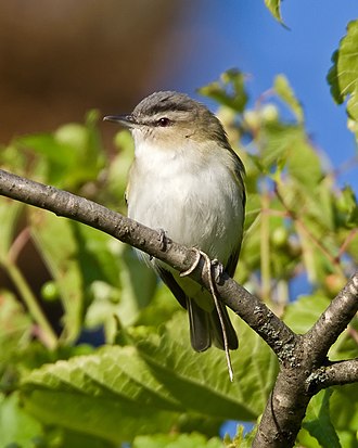Natural Highlights: Red-eyed Vireo