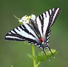 Natural Highlights: Zebra Swallowtail