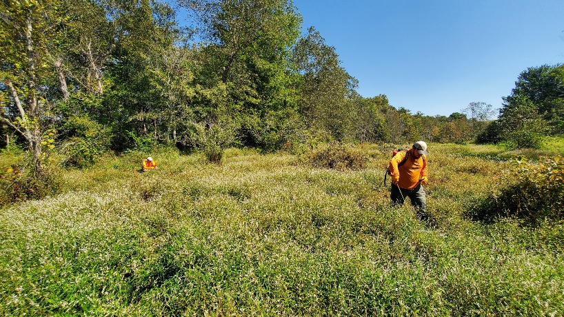 Cornell Grant Supports Fight Against Aggressive Invasive Plant Along the Wolf