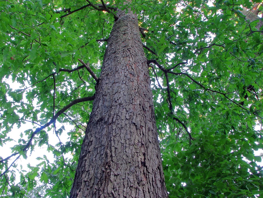 Natural Highlights: White Oak