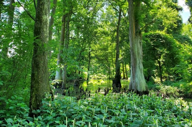 Protected Forever: 26 Wetland Acres