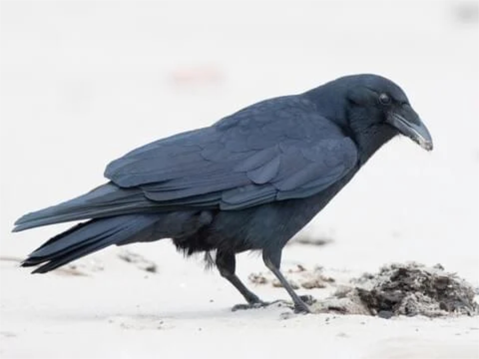 Natural Highlights: Fish Crow