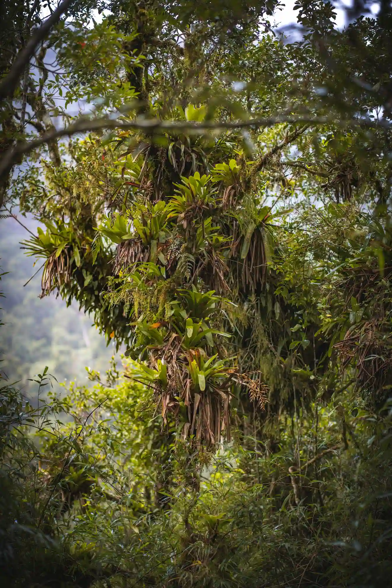 A reforestation solution in Brazil