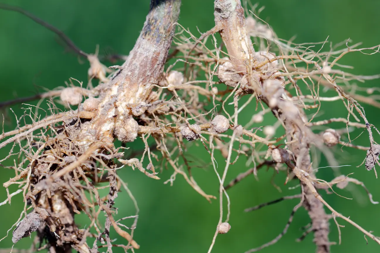 Seeds used for reforestation projects