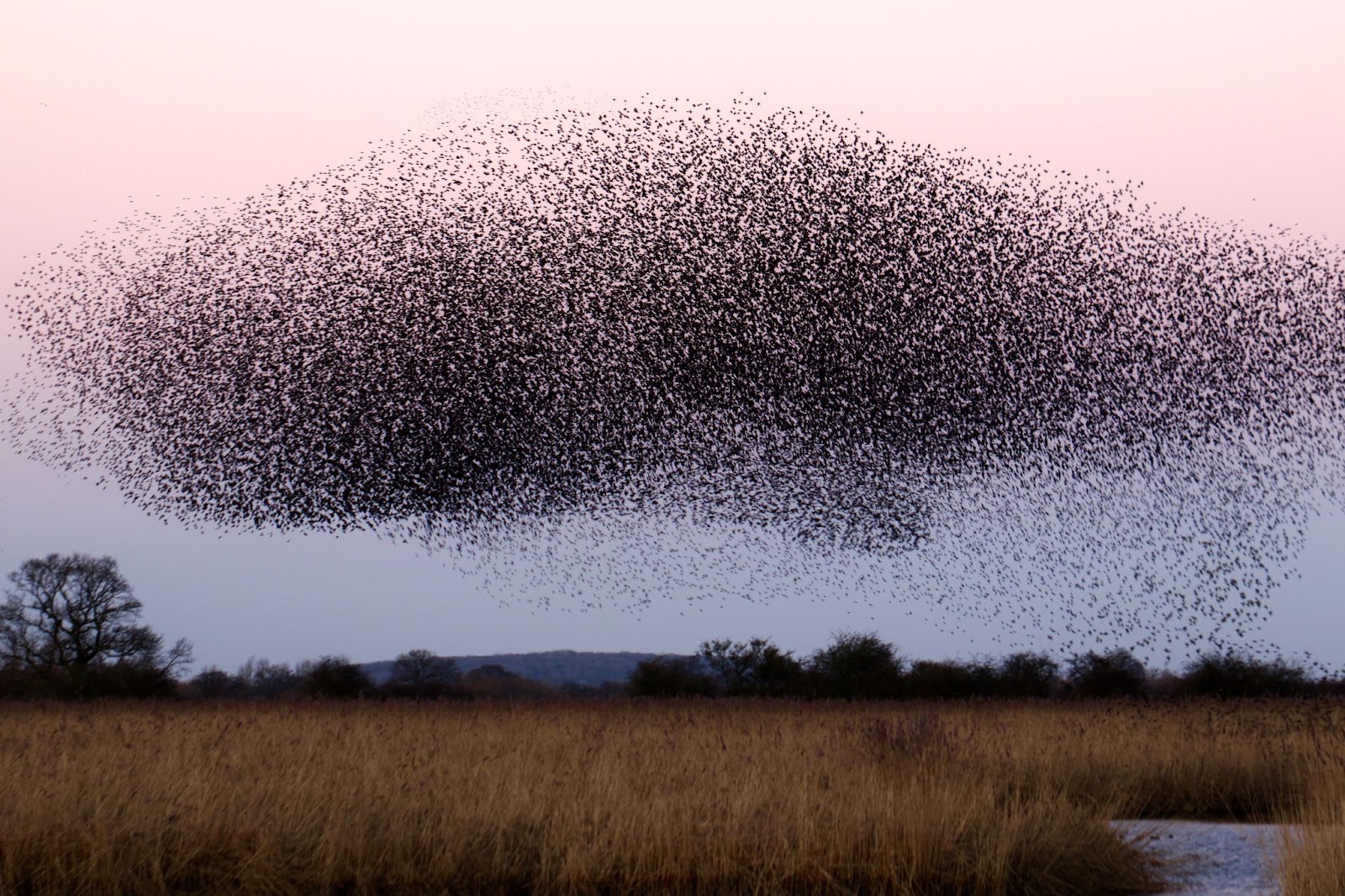 Swarm intelligence in birds