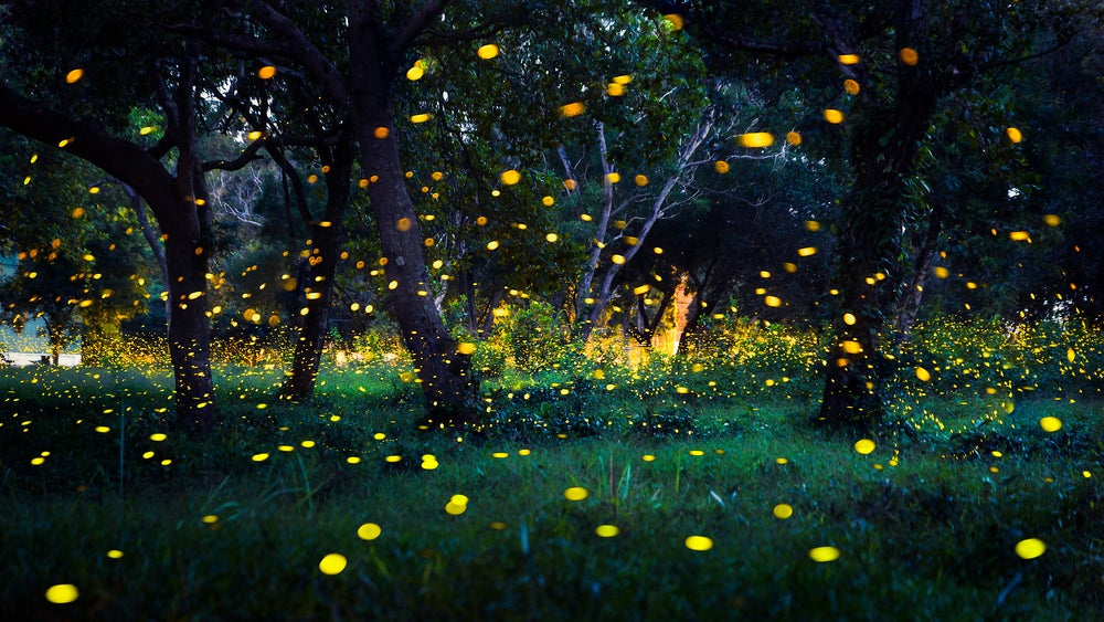 Bioluminescent flashes