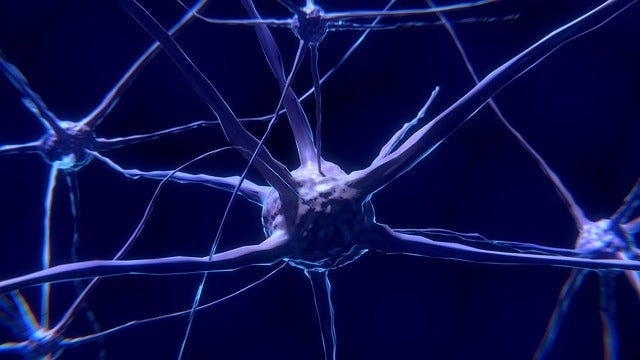 The Neuron