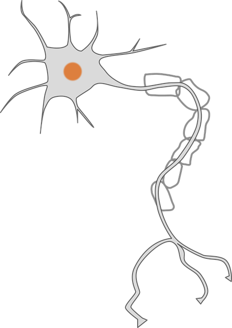 Axon/Soma