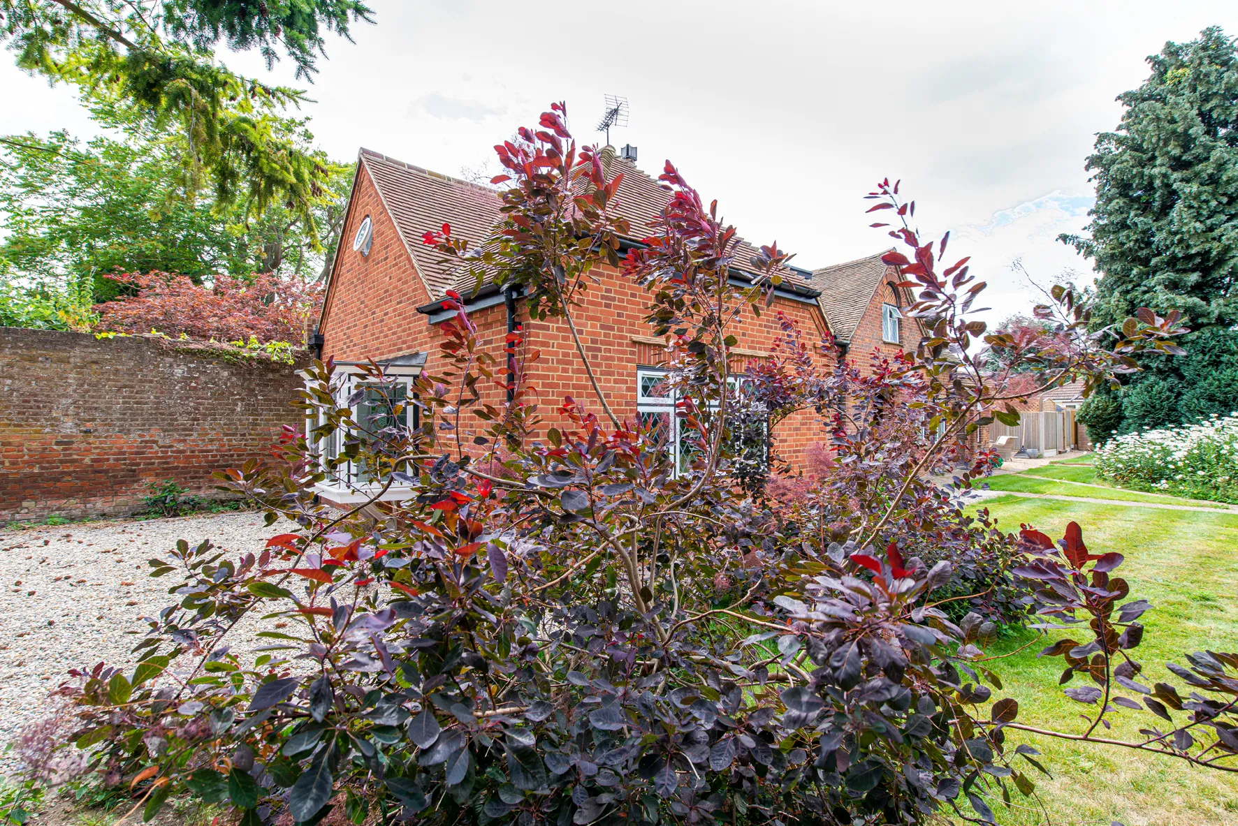 overgrown purple tree