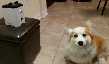 petbot