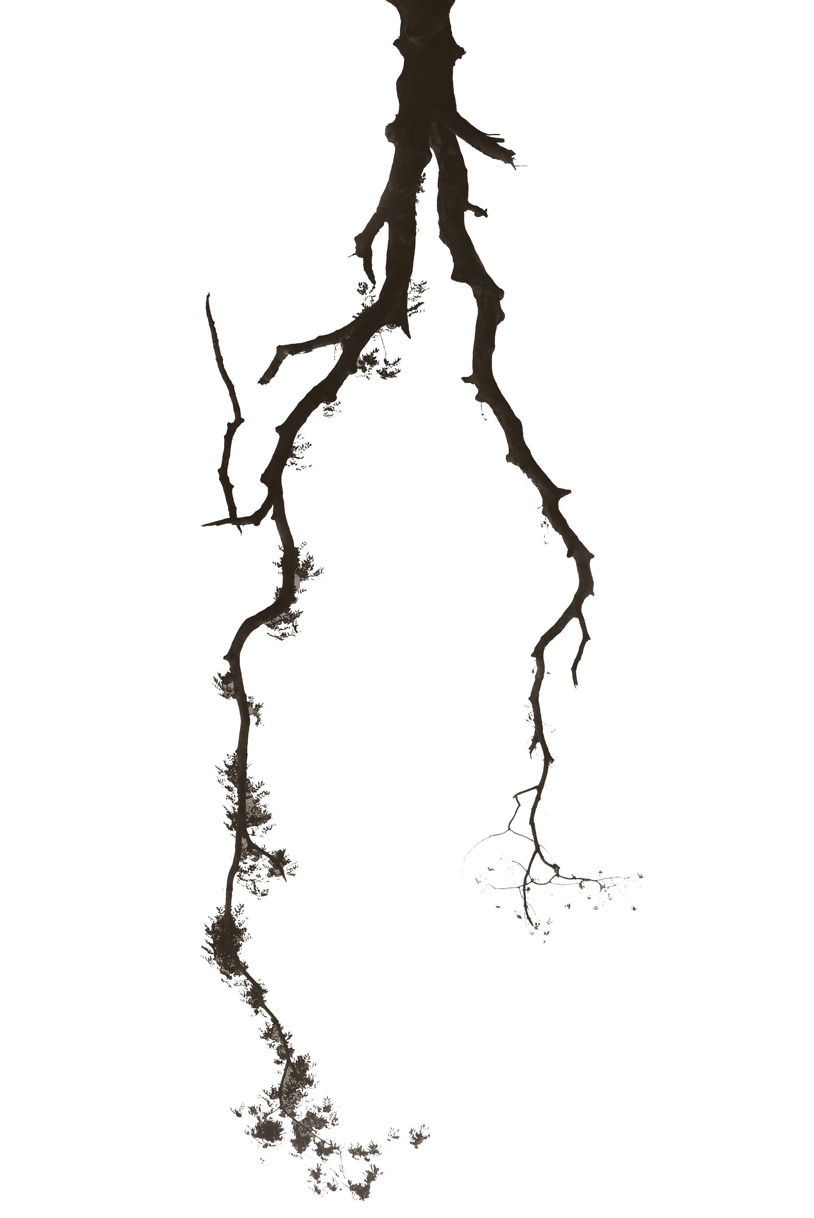 to the Garden Foundation