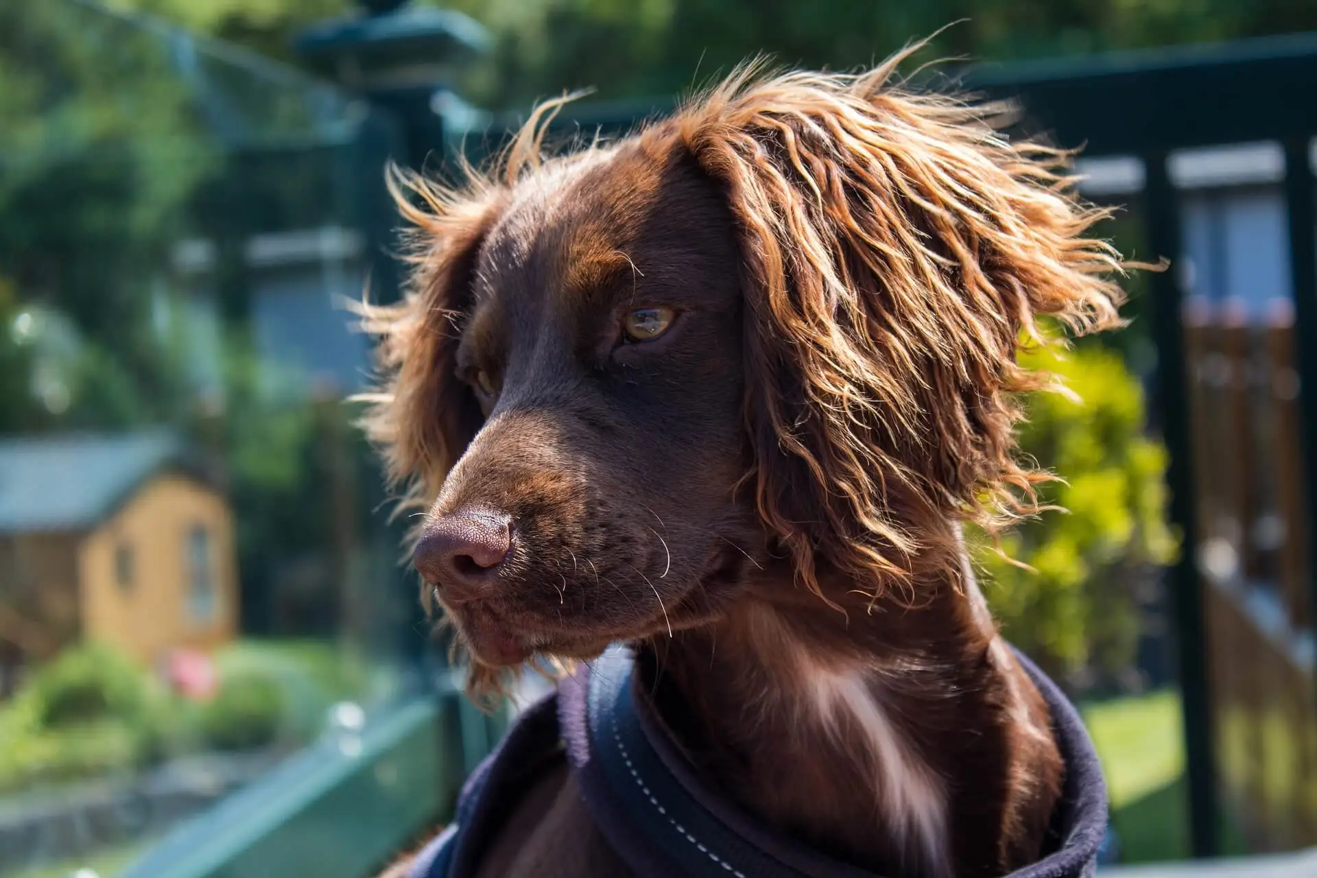 The differences between a working vs show cocker spaniel