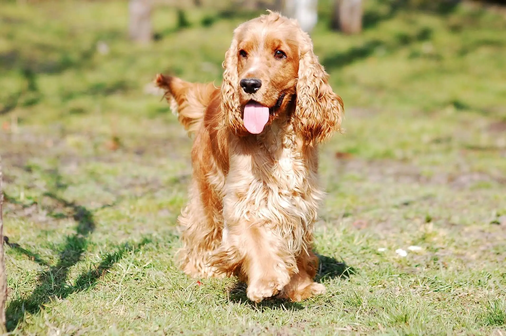 The differences between a working vs show cocker spaniel