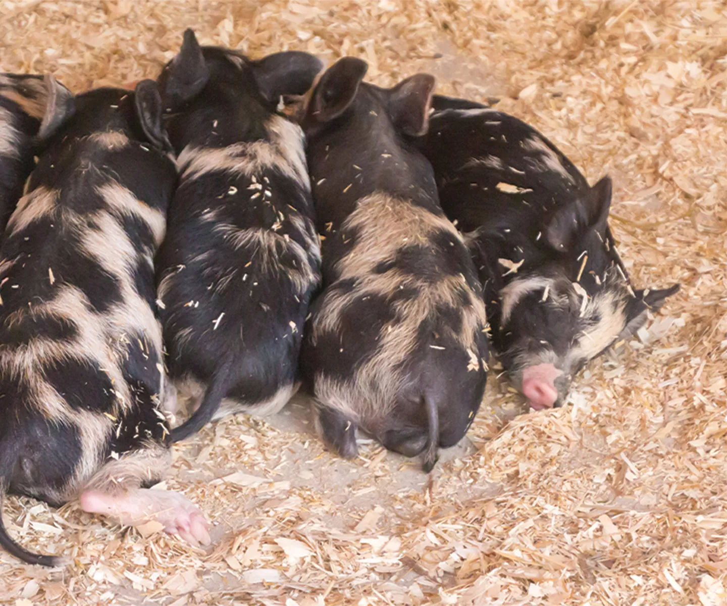 Piglets on wood shavings