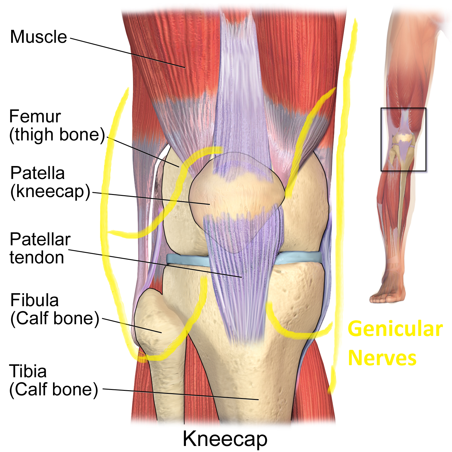 Genicular nerves | Patient information sheets