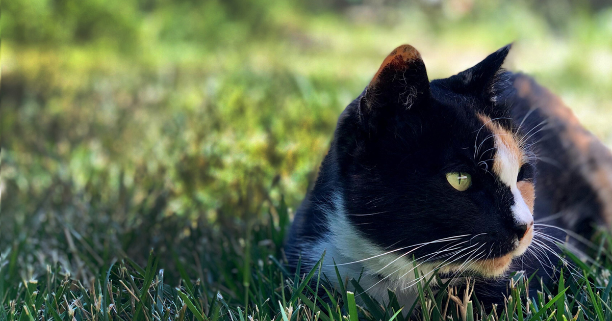 Wireless Cat Fences by Dog Guard®