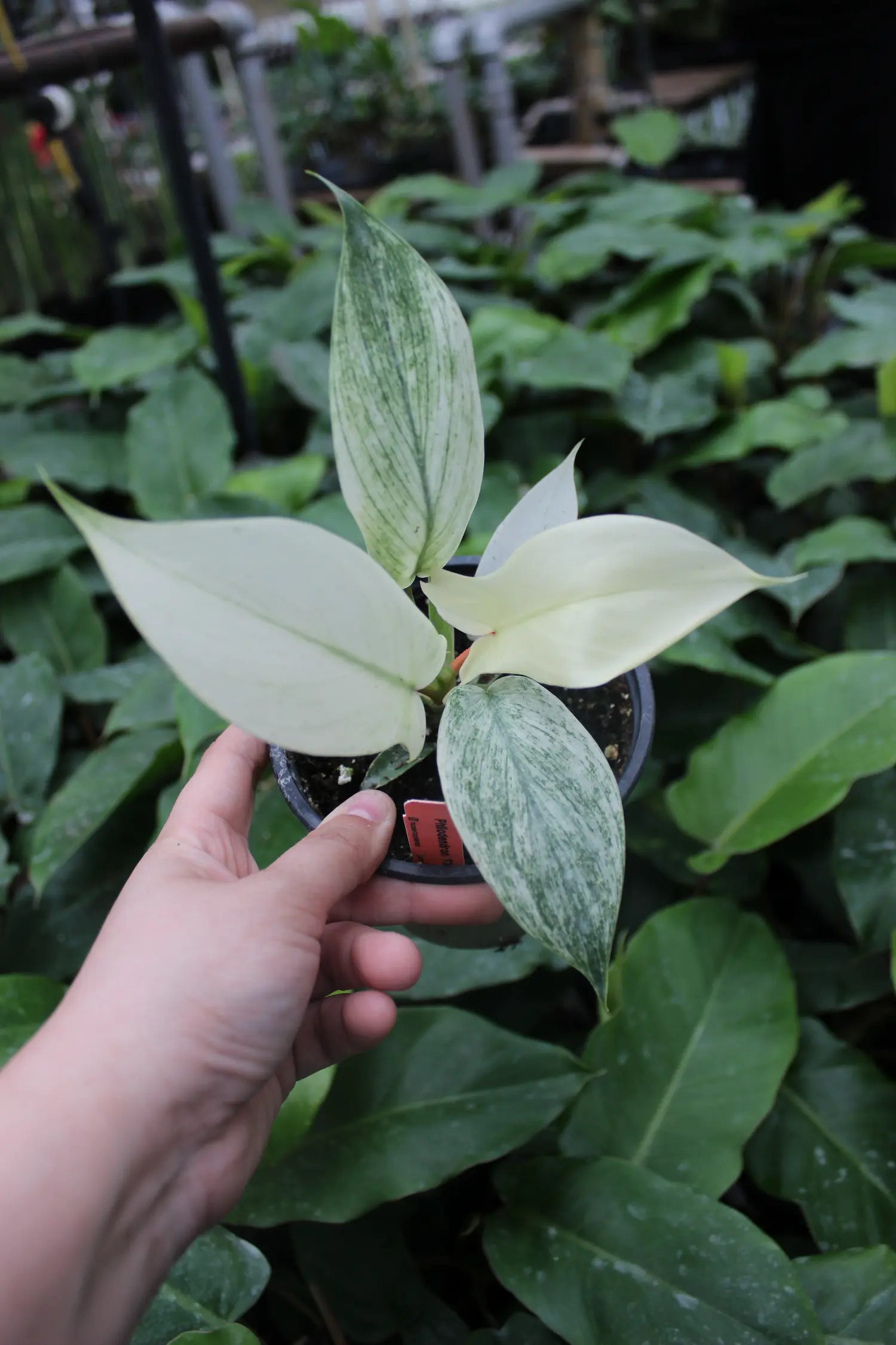 Hoosier Boy Schlegel Greenhouse