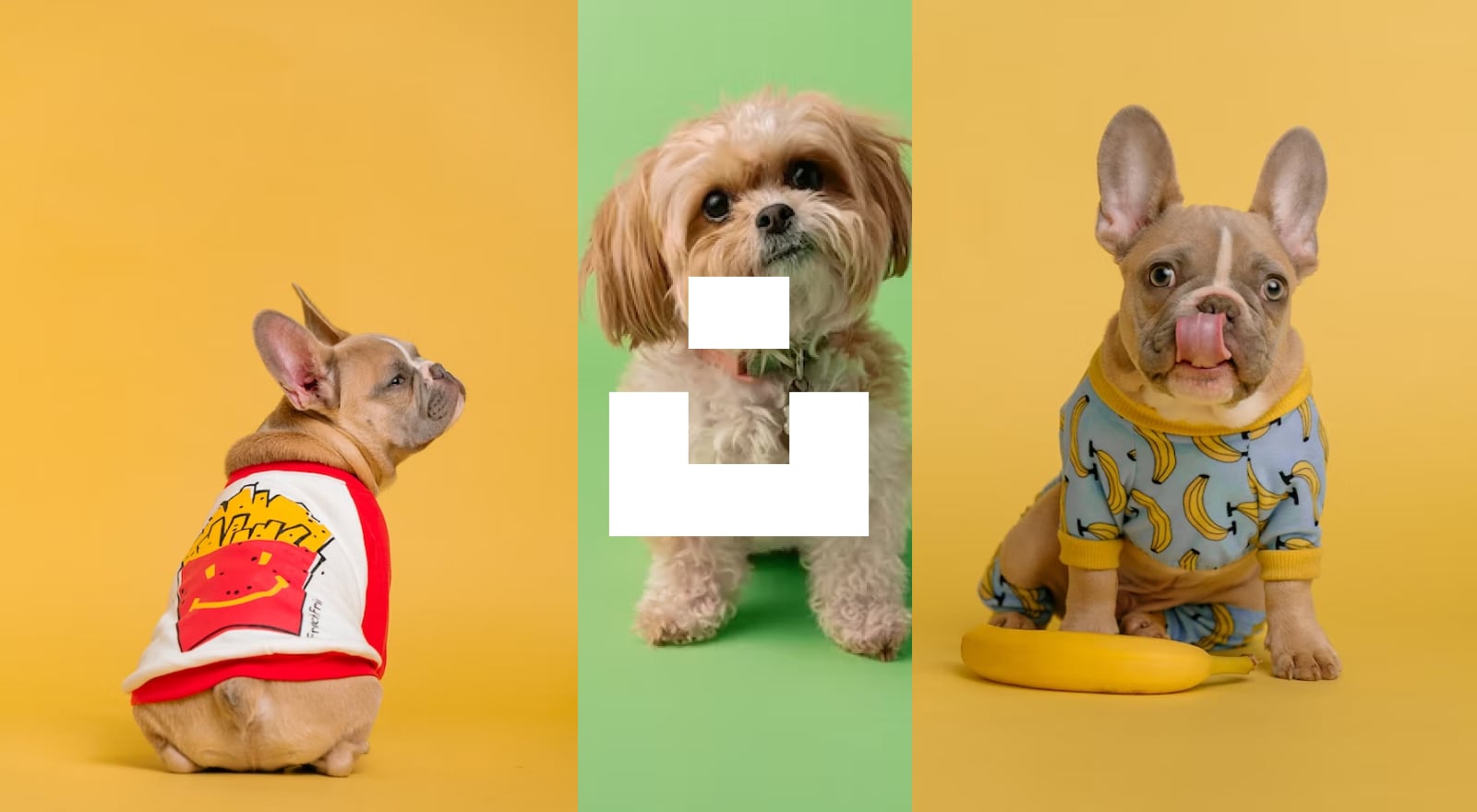 image of sitting dogs with unsplash logo