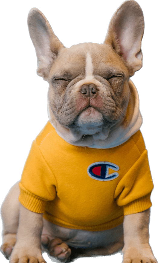 image of dog sitting