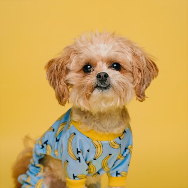 image of sitting dog