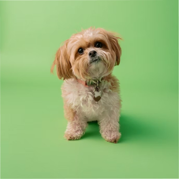 image of sitting dog with green background