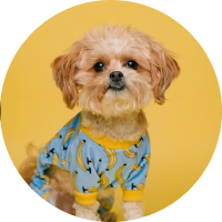 image of dog in clothes
