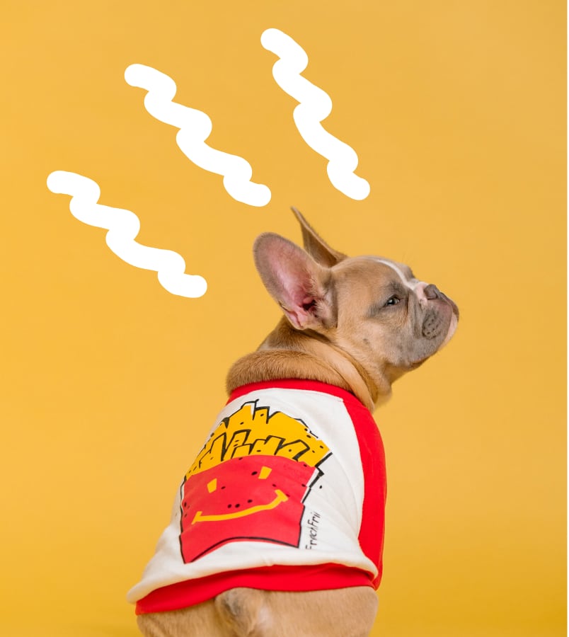 image of sitting dog