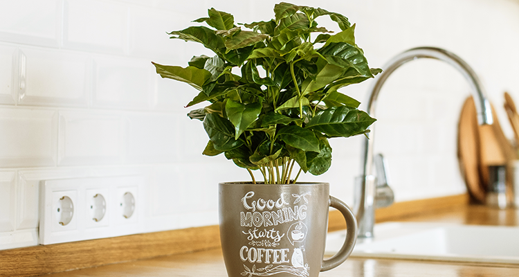 vaso de planta feito com xícara