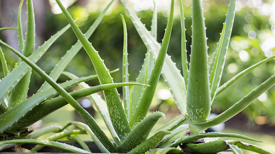 Aloe Vera