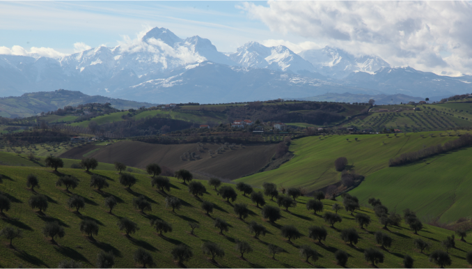 image olive field