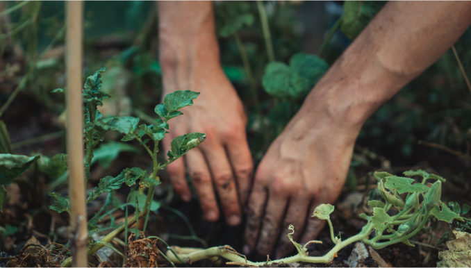 image planting