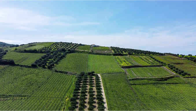 image trees field