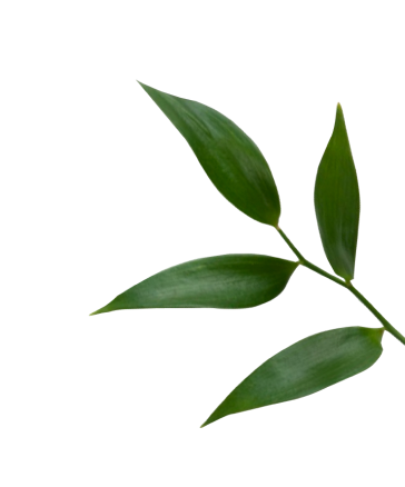 olive branches