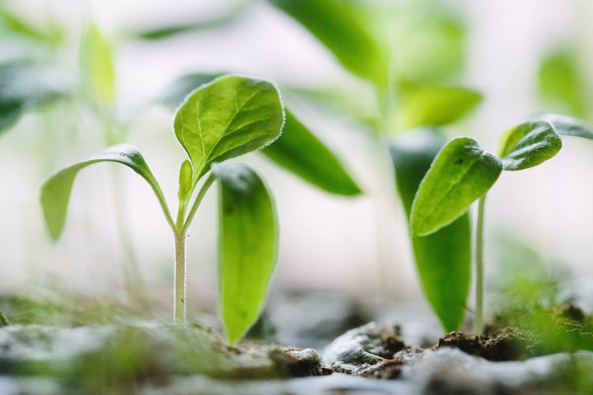 image (plants)