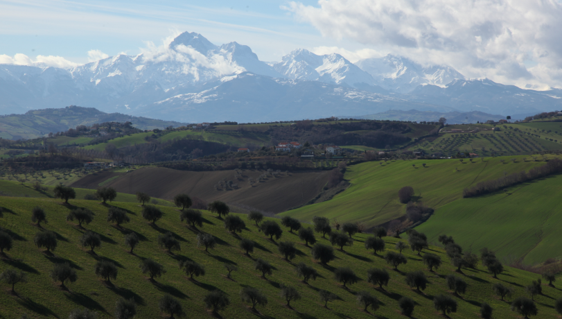 image (olive trees field)