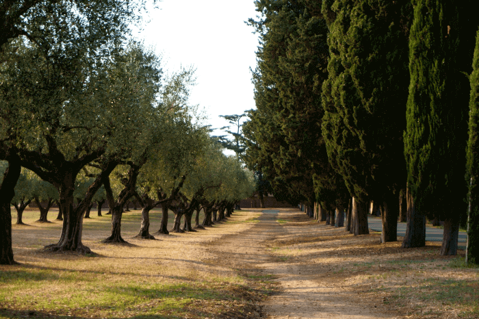 image (olive forest)