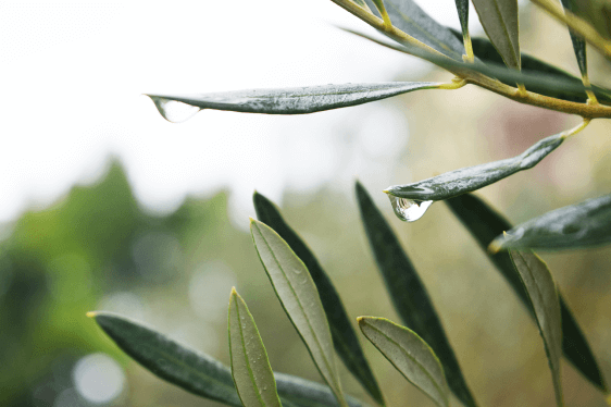 image (olive)