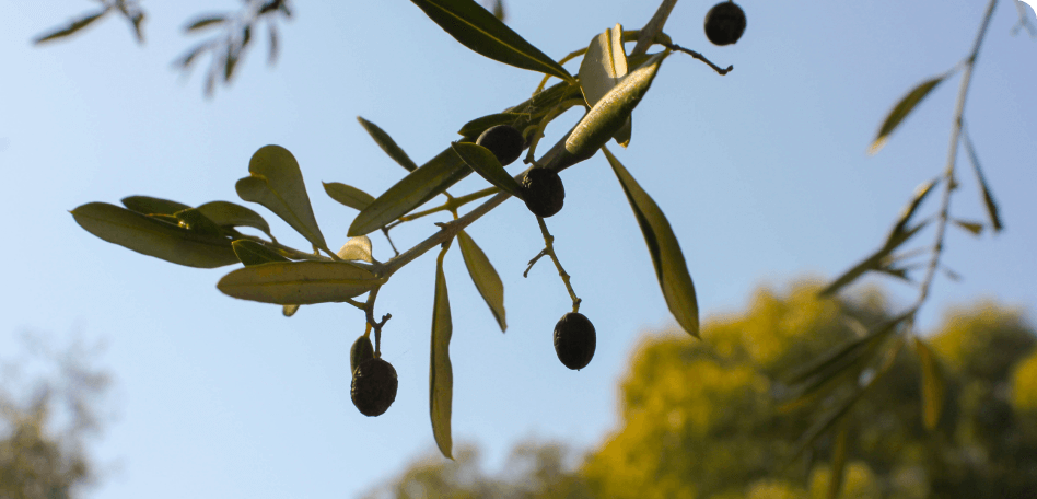 image (olive branches)