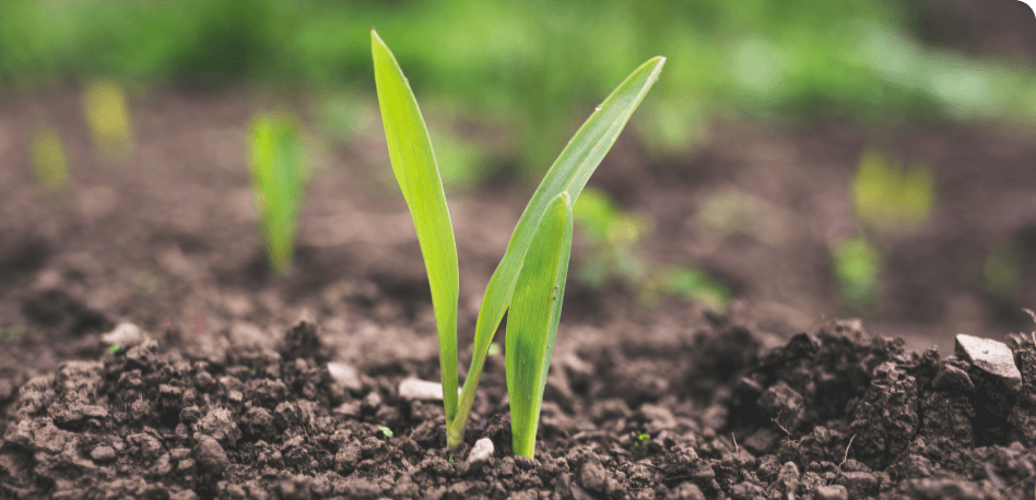 image (grass)