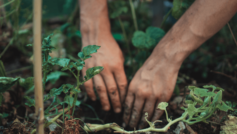 image (planting)